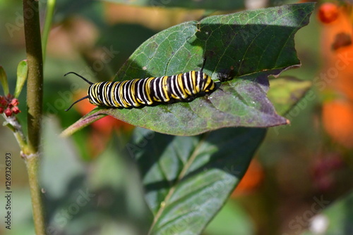 Obraz na płótnie ORUGA DE MARIPOSA MONARCA w salonie