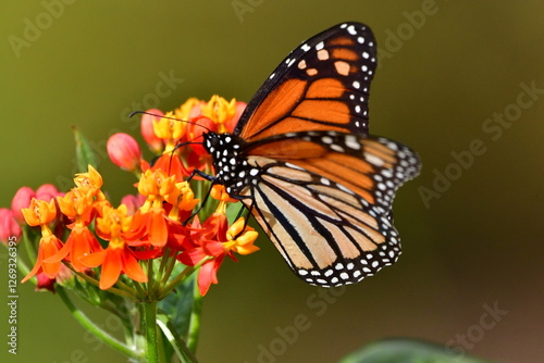 Obraz na płótnie MARIPOSA MONARCA w salonie