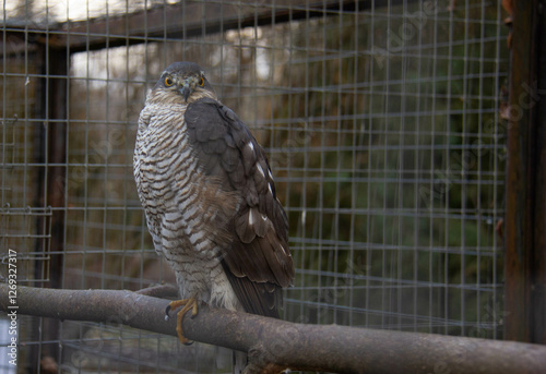 sparrowhawk