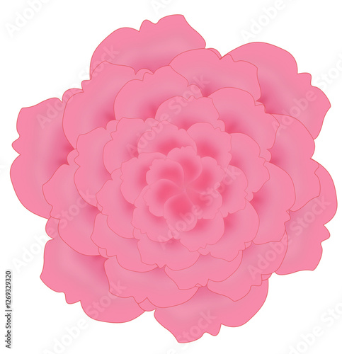 pink carnation flower