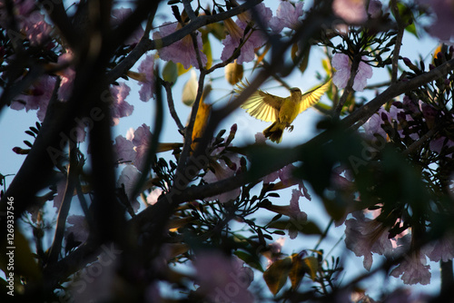 Golden wings in morning light
