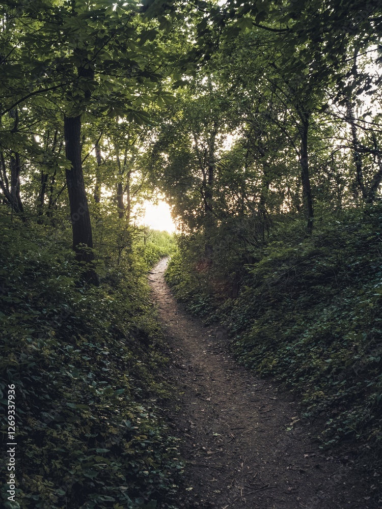 A peaceful dirt path winds through a dense green forest, leading towards the warm glow of sunlight. The lush foliage and natural tunnel create a serene and mysterious atmosphere. A peaceful dirt path winds through a dense green forest, leading towards the warm glow of sunlight. The lush foliage and natural tunnel create a serene and mysterious atmosphere.