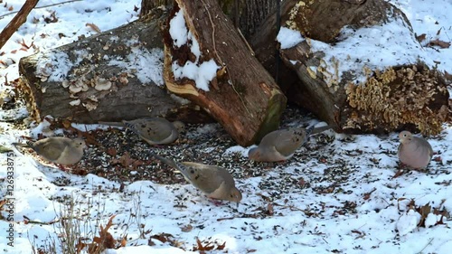 The mourning dove Zenaida macroura, birds foraging among leaves in forest in suburban New Jersey, USA photo