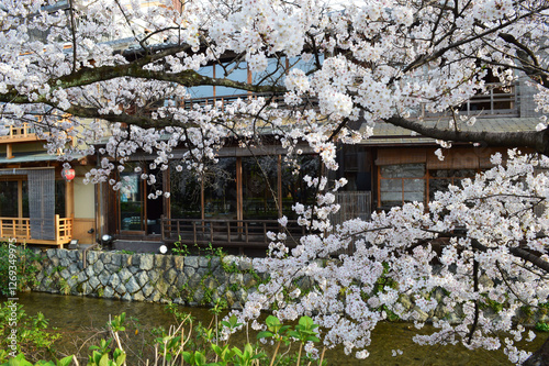 京都市東山区祇園の桜咲く白川筋 photo