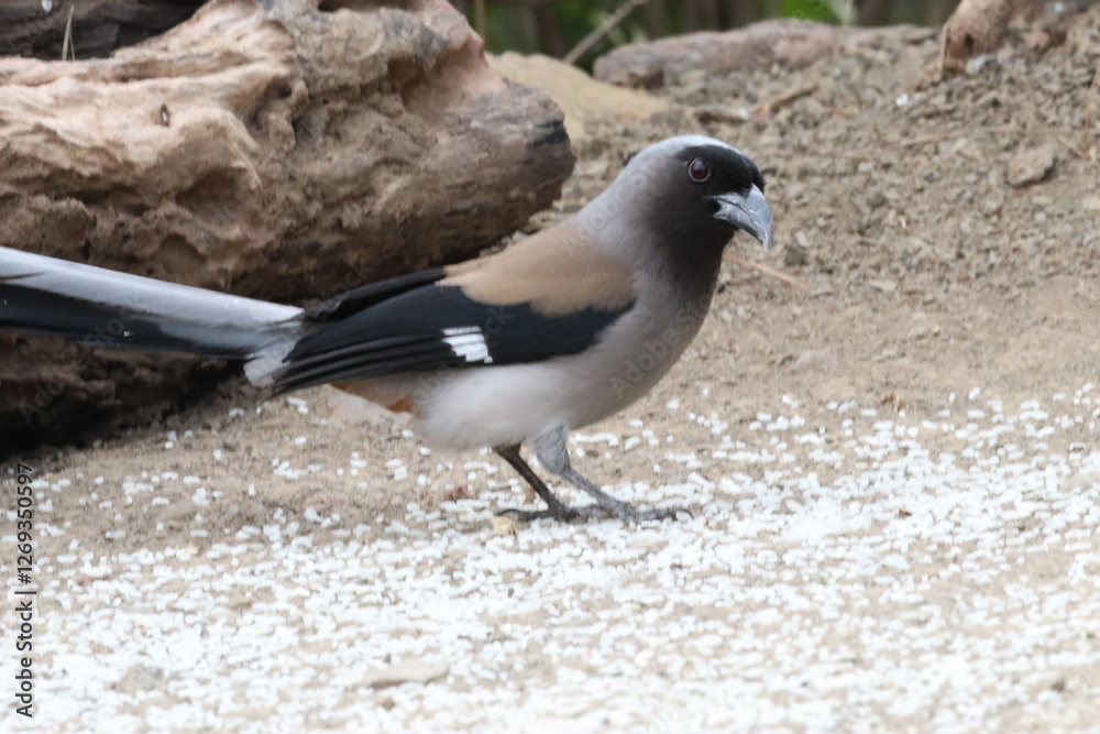 Obraz premium Treepie in the Jungle