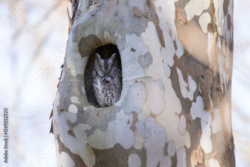 Sycamore Screech