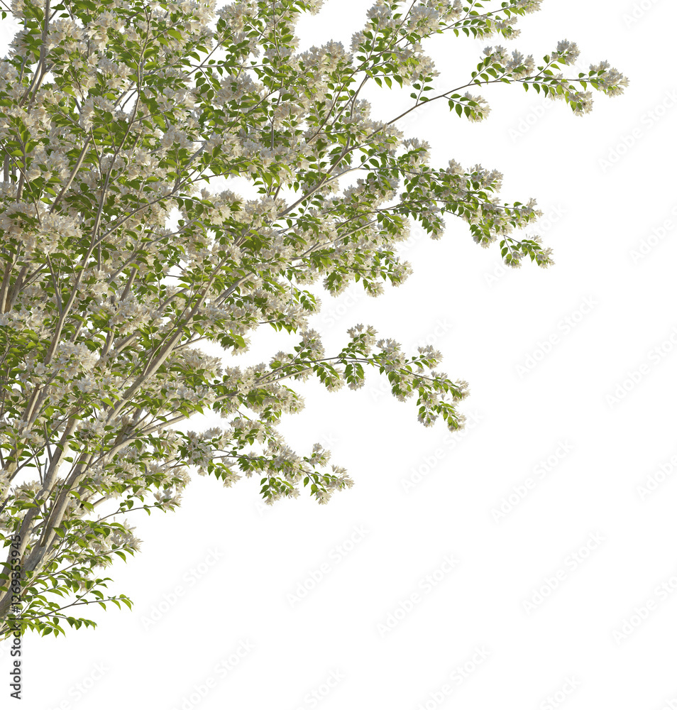 Obraz premium Kolkwitzia amabilis tree corner 4k png cutout transparent background