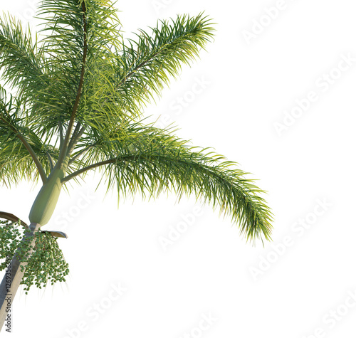 Wodyetia bifurcata tree corner 4k png cutout transparent background isolate photo