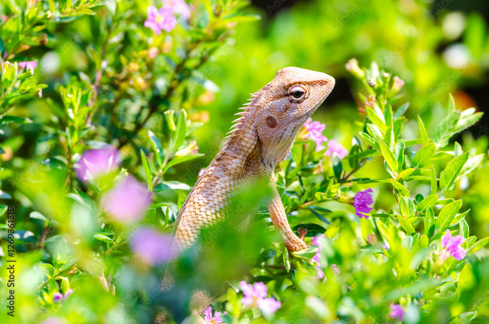 Obraz premium Calotes is a genus of lizards in the draconine clade of the family Agamidae. The genus contains 29 species. Some species are known as forest lizards, others as 
