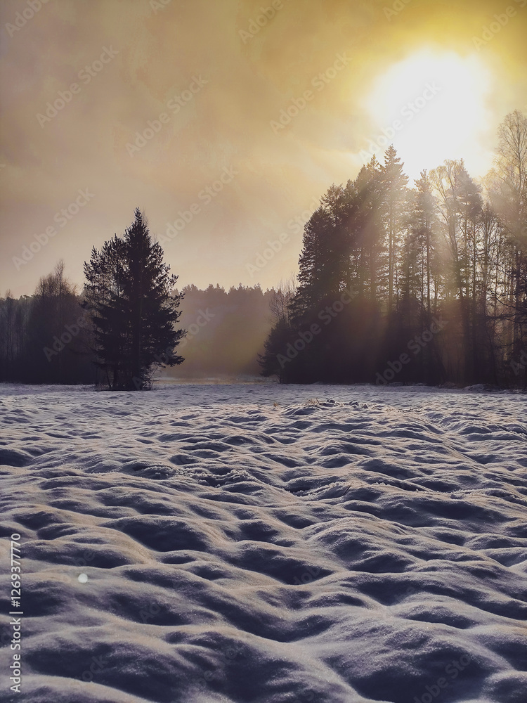 sunrise in the forest