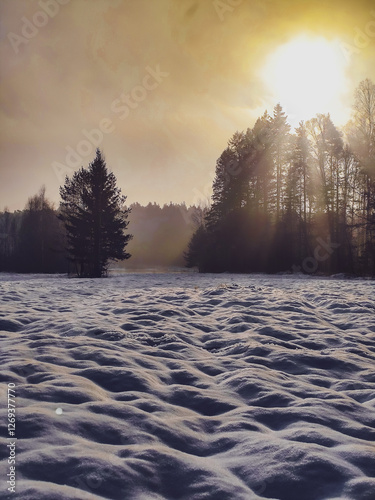 Obraz na płótnie sunrise in the forest w salonie