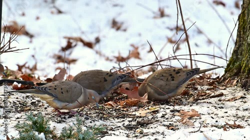 The mourning dove Zenaida macroura, birds foraging among leaves in forest in suburban New Jersey, USA photo