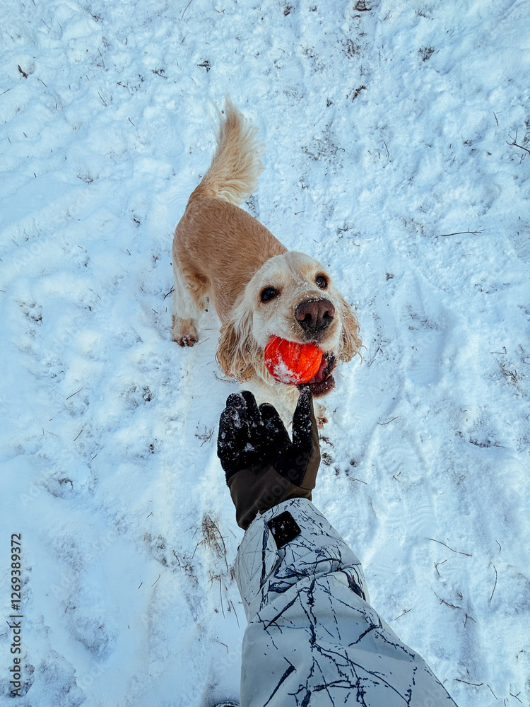 Excited Cocker Spaniel standing in the snow, red ball in mouth, looking at the camera with playful energy. A heartwarming and lively winter scene with a cute dog.
