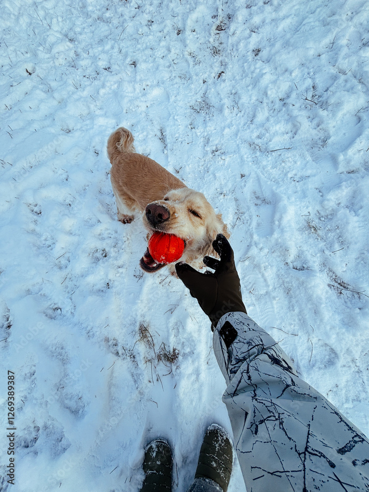 Adorable Cocker Spaniel playing in fresh snow, holding a red ball while looking at the camera. A fun and lively winter moment with an energetic and happy dog.