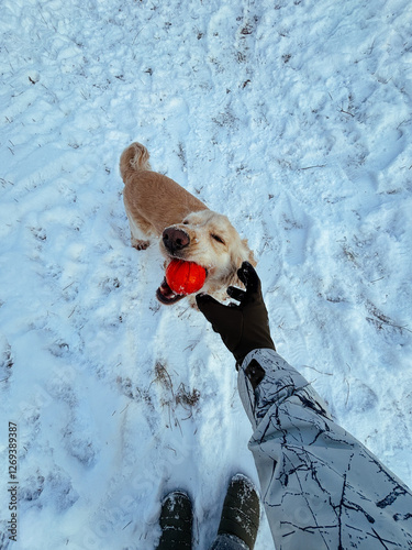 Obraz na płótnie Adorable Cocker Spaniel playing in fresh snow, holding a red ball while looking at the camera. A fun and lively winter moment with an energetic and happy dog. w salonie