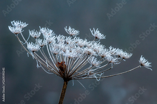 Oszroniony, suchy kwiatostan Barszczu Sosnowskiego. Trujące rośliny, które nawet zimą pozostają na swoich stanowiskach . Niebezpieczne rośliny, które można spotkać podczas spacerów. Furanokumaryna