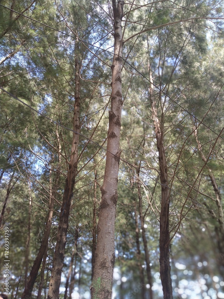 Fototapeta premium trees in the forest