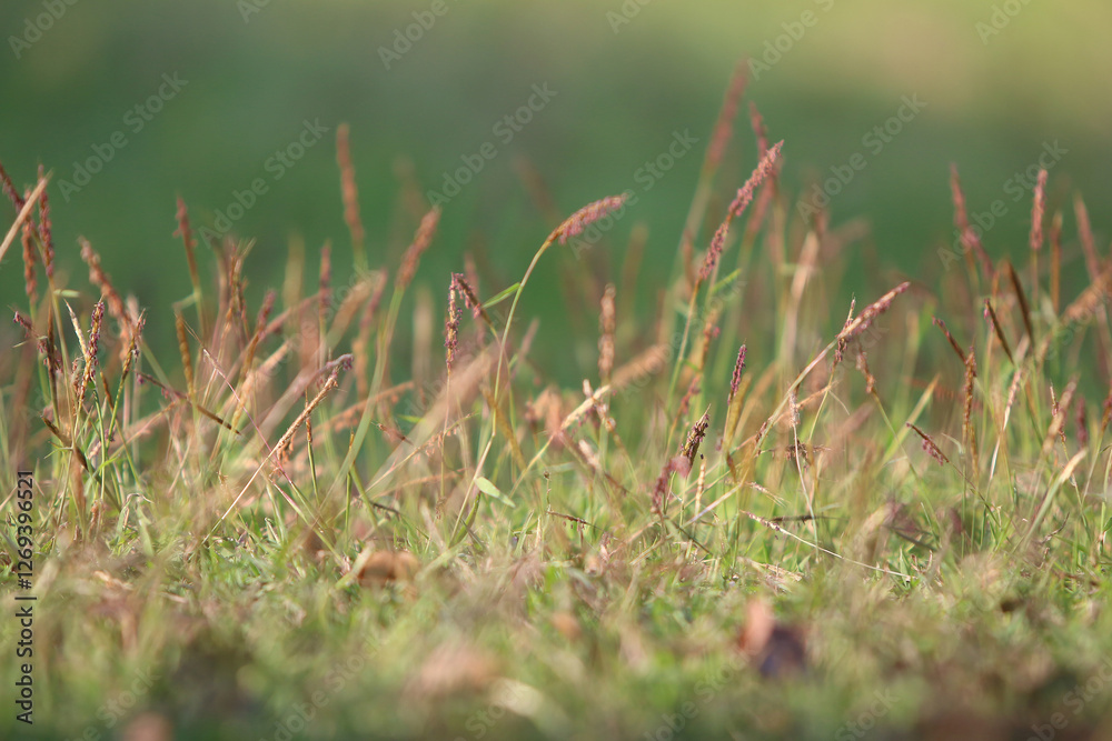 Grass Close Up: Delicate blades of grass in a meadow, their subtle hues and textures creating a serene and captivating image. The sunlight filters through, casting a gentle glow. Grass Close Up: Delicate blades of grass in a meadow, their subtle hues and textures creating a serene and captivating image. The sunlight filters through, casting a gentle glow.