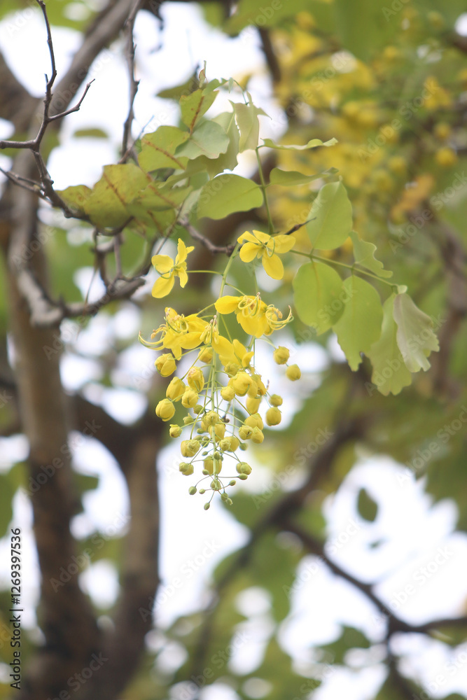 Golden Shower Tree Blossoms: Close-up view of vibrant yellow flowers of a Golden Shower Tree (Cassia fistula) hanging from the branches, showcasing their delicate beauty. Golden Shower Tree Blossoms: Close-up view of vibrant yellow flowers of a Golden Shower Tree (Cassia fistula) hanging from the branches, showcasing their delicate beauty.