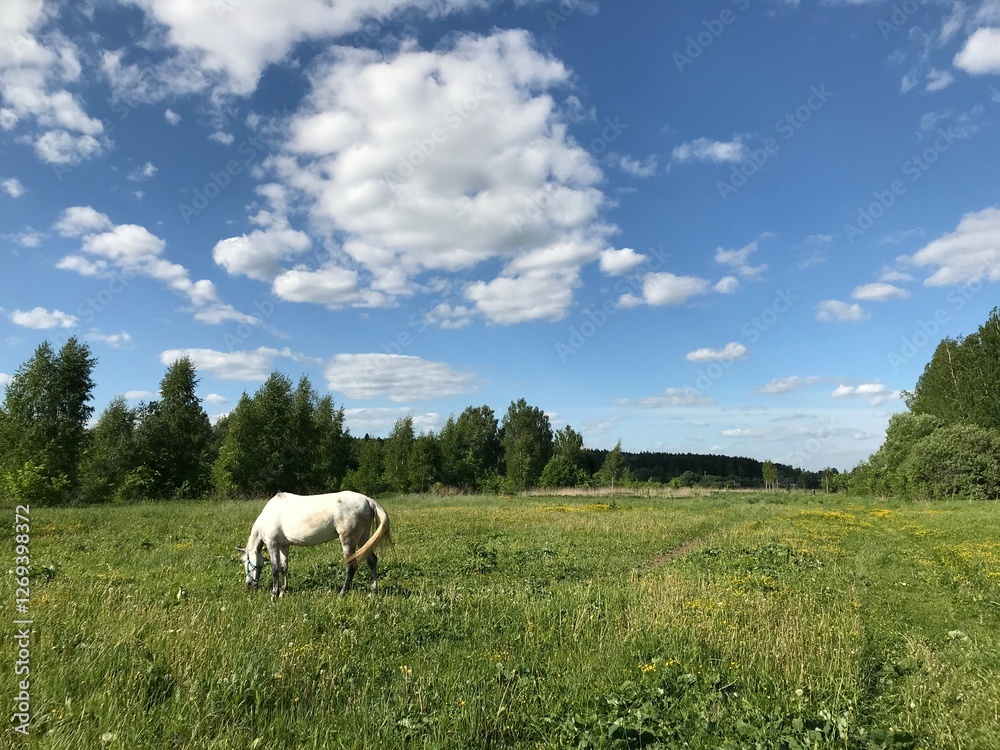 Fototapeta premium White wild horse smoking weed in a field on a sunny summer day 