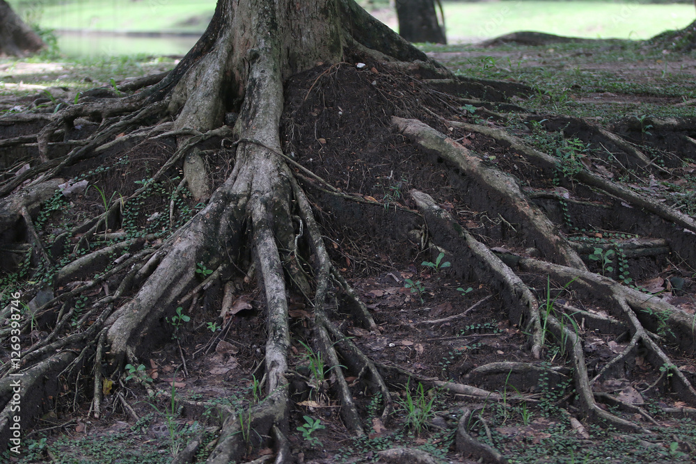 Tree Roots: A close-up view of the intricate network of tree roots spreading across the earth, showcasing nature's strength and resilience. Tree Roots: A close-up view of the intricate network of tree roots spreading across the earth, showcasing nature's strength and resilience.