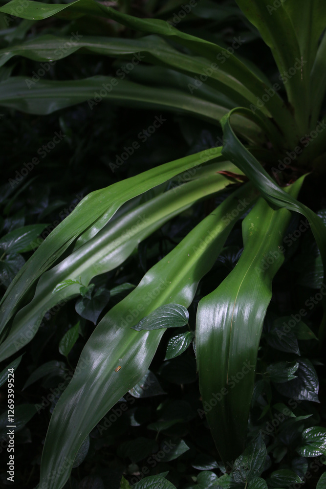 Obraz premium Tropical Rainforest Foliage: Intricate patterns of lush green foliage in a vibrant tropical rainforest create a captivating abstract, showcasing the beauty of nature's textures. 