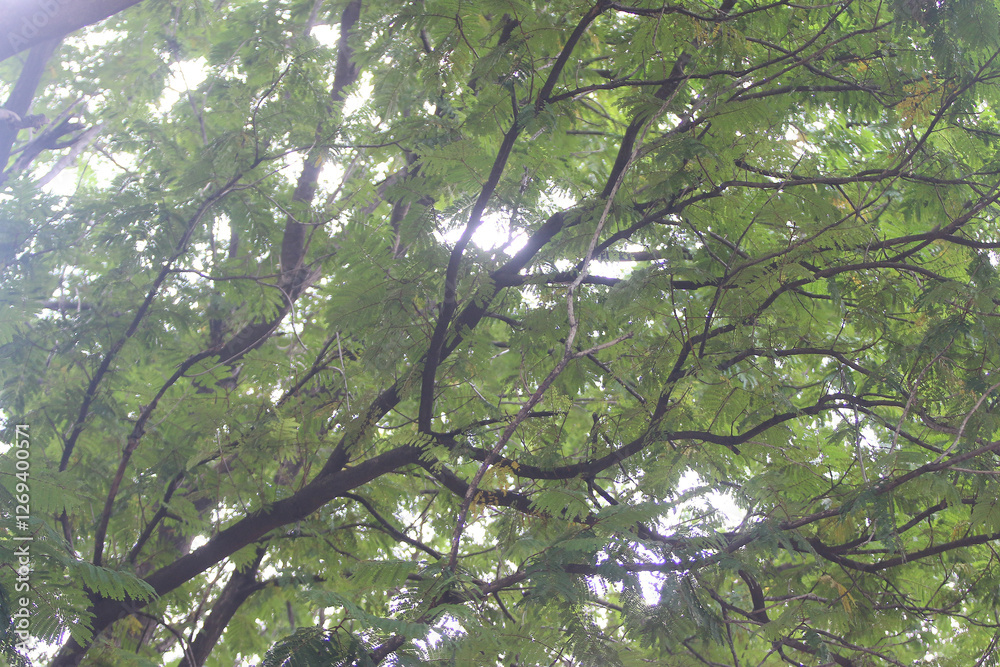 Fototapeta premium Sunlight Filtering Through Canopy: Looking up through a dense canopy of lush green leaves, sunlight streams through the branches, creating a dappled effect.
