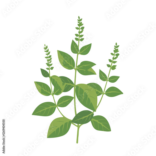 2D flat vector illustration holy basil plant icon isolated on a white background.

