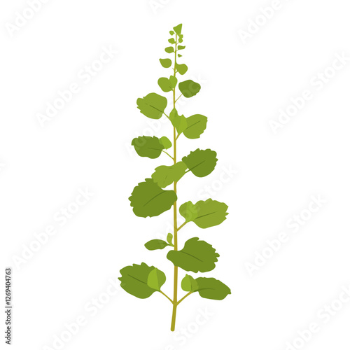 2D flat vector illustration lemon balm plant icon isolated on a white background.


