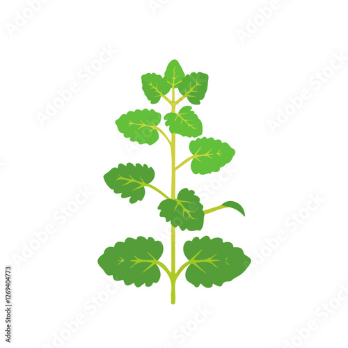 2D flat vector illustration lemon balm plant icon isolated on a white background.

