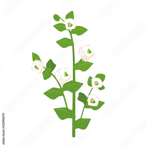 2D flat vector illustration marshmallow plant icon isolated on a white background.

