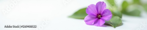 A single purple vinca minor flower isolated on a white surface, flora, color, closeup