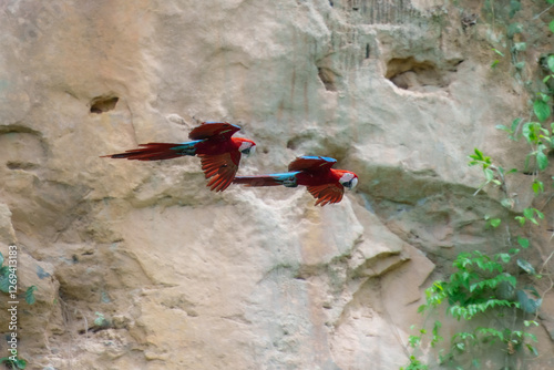 Flying Red-and-green macaw -ara chloroptera- soars above the forest. this macaw is a vivid example of the thousand or so bird species found in Madidi national park- bolivia.
 photo