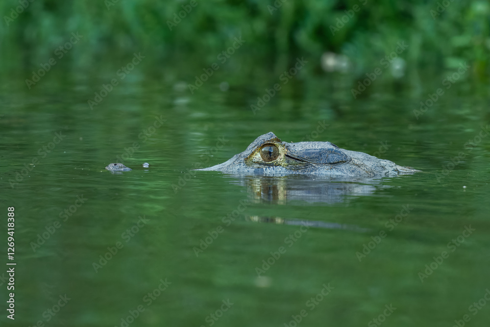 Obraz premium Caiman in the water. The yacare caiman (Caiman yacare), also known commonly as the jacare caiman. Side view. Natrural habitat.