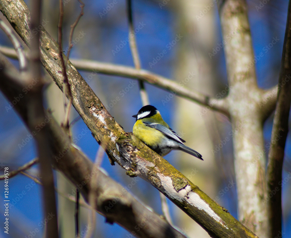 great tit parus major great tit parus major