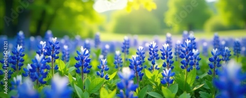 The gentle rustle of bluebonnets in the spring breeze, countryside, bloom