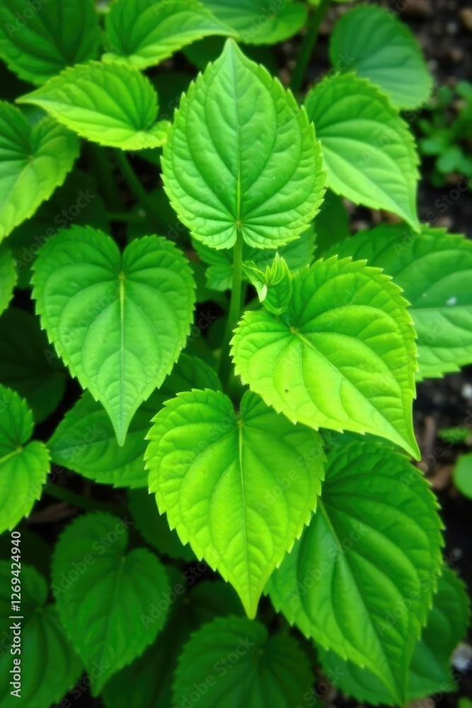 Thick heart-shaped leaves with pointed tips on a low-growing plant, foliage, garden feature, perennial Thick heart-shaped leaves with pointed tips on a low-growing plant, foliage, garden feature, perennial