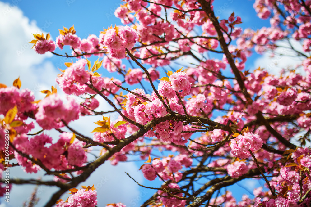 Branch of cherry blossom tree with beautiful pink flowers on a sunny spring day. Branch of cherry blossom tree with beautiful pink flowers on a sunny spring day.