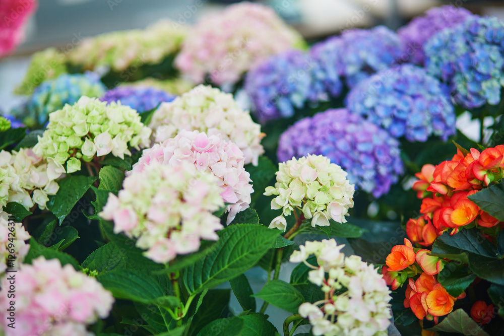 Hydrangea flowers on farmer market in Paris, France. Typical European flower shop. Hydrangea flowers on farmer market in Paris, France. Typical European flower shop.