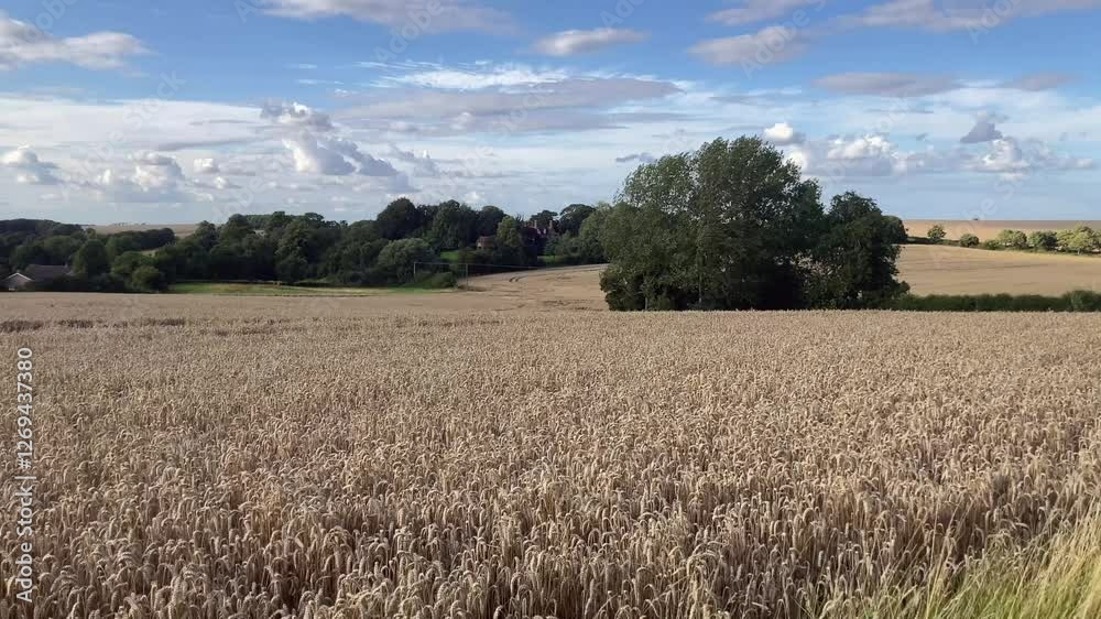 Golden wheat field in Lincolnshire, UK, on a sunny day. A small village is visible in the background, with a bright blue sky above - UK Golden wheat field in Lincolnshire, UK, on a sunny day. A small village is visible in the background, with a bright blue sky above - UK