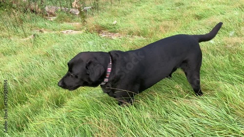 A funny black Labrador dog enjoys eating grass in a field in the UK. The dog explores, sniffs, and happily munches on the greenery.