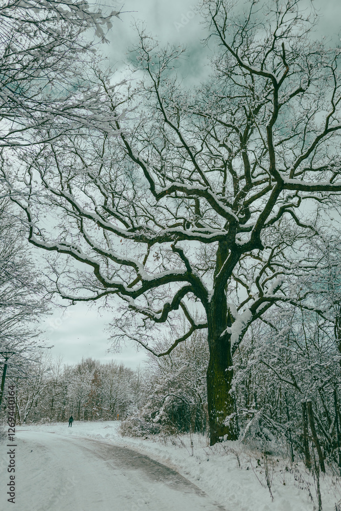 Winter Tree in Snow, oak, Winterimpressions, wintertime
Winter Tree in Snow, oak, Winterimpressions, wintertime