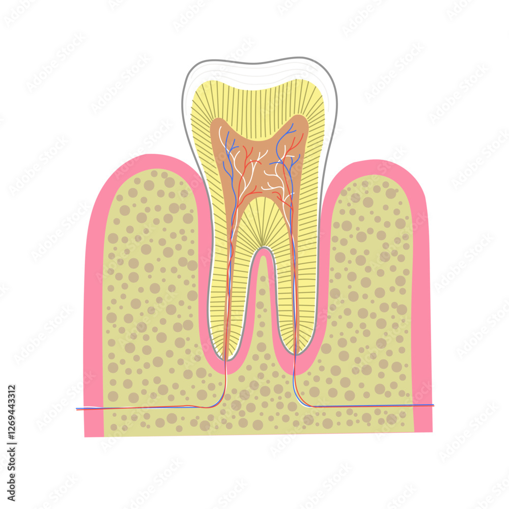 Cross section chart for human tooth anatomy. Dental education or clinic promotion illustration.