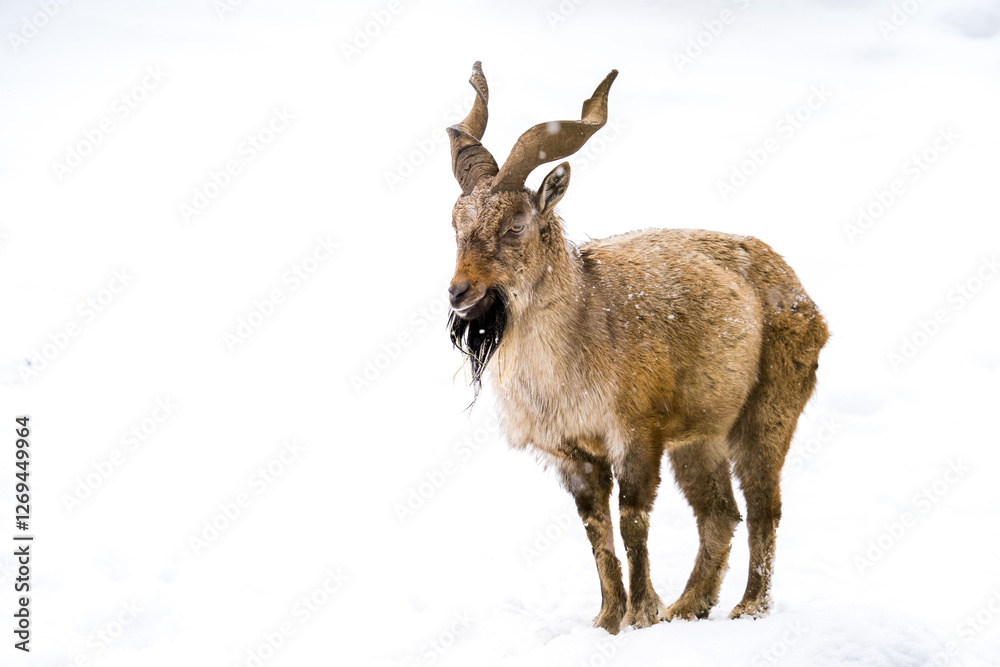horned goat in the snow horned goat in the snow