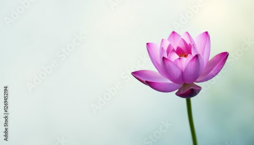Delicate purple lotus flower on a serene white background, garden, calm, bloom
