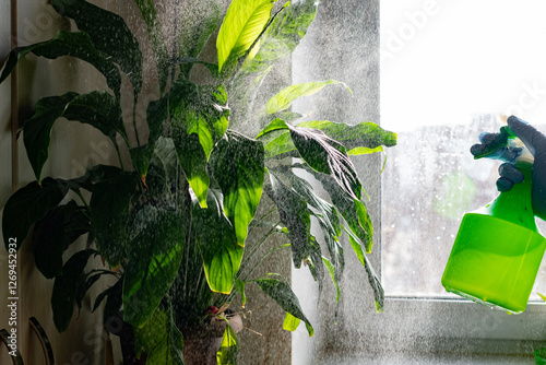 A hand holds a green spray bottle, misting water over lush indoor plants by a sunny window, creating a refreshing and healthy environment for plant care.