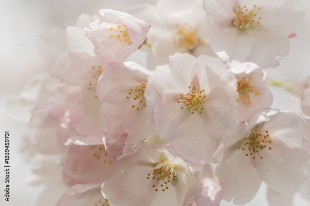 background of dreamy close up of white cherry tree blossom / sakura flowers and buds on branch in spring