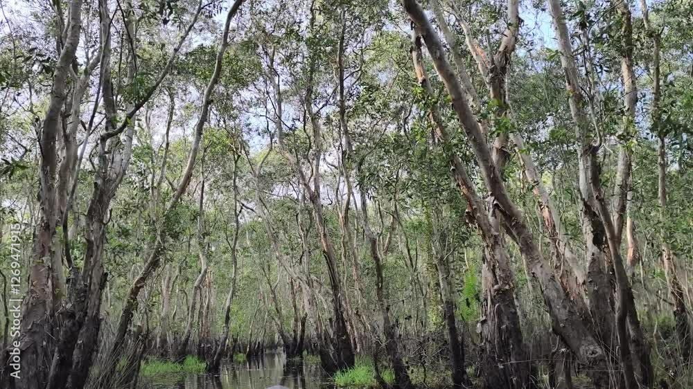 Forest in swamp. Trees in the forest reflected in the water. Wetland area view in nature Forest in swamp. Trees in the forest reflected in the water. Wetland area view in nature