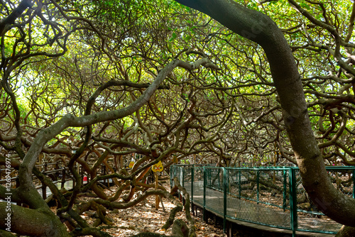 The world's largest cashew tree (maior cajueiro do mundo) in Pirangi do Norte. Natal, Rio Grande do Norte, Brazil.