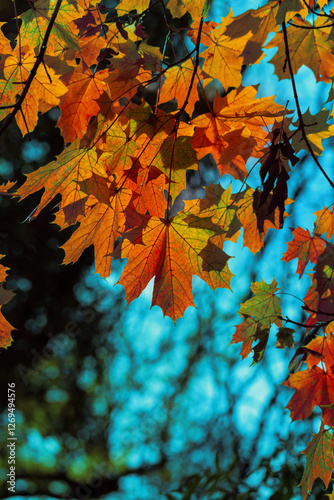 Yellow autumn leaves and black trunks against a blue sky.
